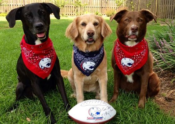 South Alabama Jaguars 2018 NCAA Football Preview