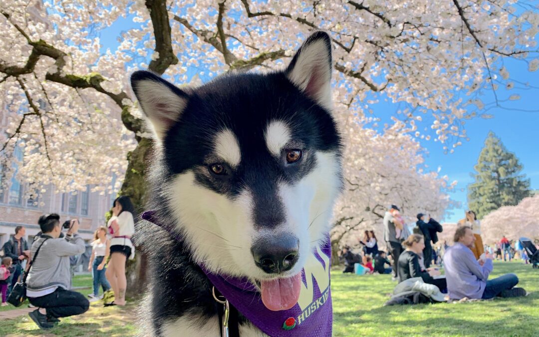 Washington Huskies 2022 College Football Preview