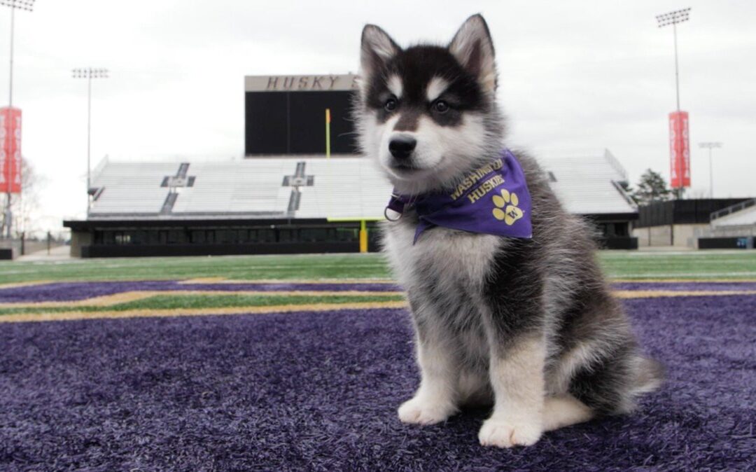 Michigan St at Washington – College Football Predictions